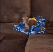 a dog that looks like a tiger is standing on a couch looking at the camera