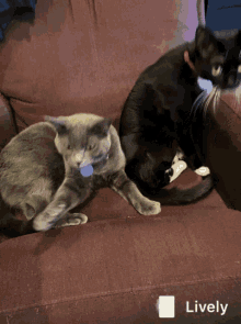We Gotta Talk Cats Hold On Now Cats GIF - We Gotta Talk Cats Hold On Now Cats GIFs