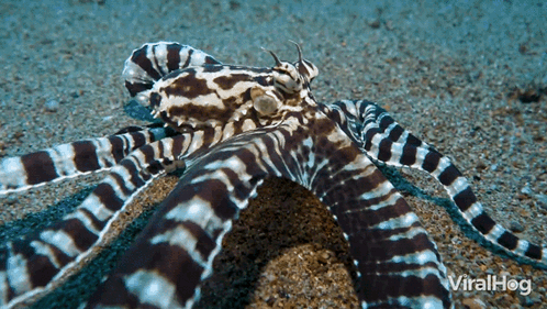 mimic octopus gif