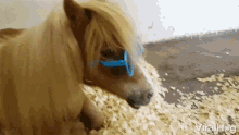 Viralhog Cool Horse GIF