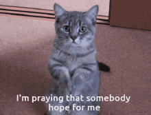 Im Praying That Sombody Hope For Me Cat GIF - Im Praying That Sombody Hope For Me Cat Enemy GIFs