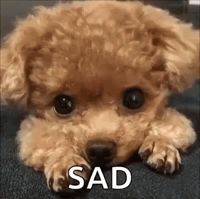 sad puppy gif