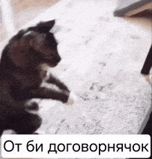 a black and white cat is sitting on a carpet with a caption in a foreign language