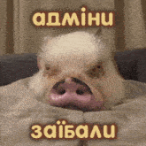 a picture of a pig with the word adminu written on it