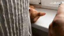 Hiding The Pet Colelctive GIF - Hiding The Pet Colelctive Cat GIFs