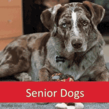 Senior Pet Care Senior Dog Care GIF - Senior Pet Care Senior Dog Care GIFs