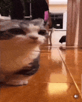 Cat Reverse GIF - Cat Reverse Run GIFs