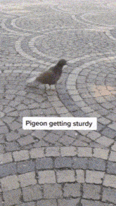Pigeon Sturdy GIF