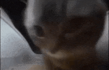 Meme ' Cat GIF - Meme ' Cat Dance GIFs