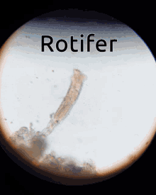 Rotifer Microscope GIF