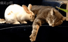 醒醒 兔子 猫 GIF - Wake Up Rabbit Cat GIFs