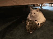 Cat Images GIF - Cat Images Love GIFs