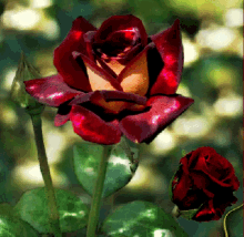 Flower Rose GIF - Flower Rose Red Rose GIFs