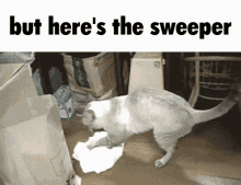 Cat Sweeping Sweeper GIF - Cat Sweeping Sweeper But Heres The Sweeper GIFs