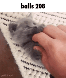 a kitten is being scratched by a person 's hand with the words balls 208 above it