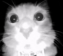 Cat Pisikaki GIF - Cat Pisikaki GIFs