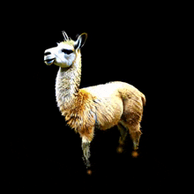 Llama Nvidia GIF - Llama Nvidia Ai GIFs