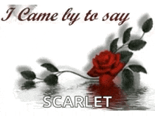 a picture of a red rose with the words `` i came by to say scarlet '' on it .