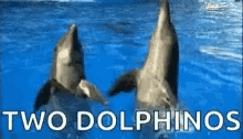 Dolphins GIF - Dolphins GIFs