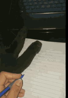 cats annoying paws home work with