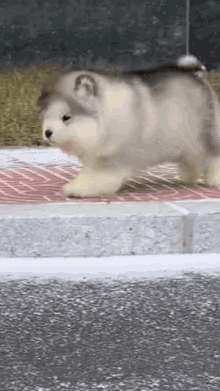 a husky puppy is walking down a sidewalk on a sidewalk .