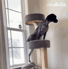 Lying Down The Pet Collective GIF - Lying Down The Pet Collective Dog GIFs