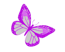 butterfly fly