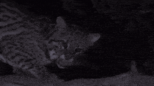 a black and white photo of a clouded leopard in the dark