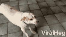Milos Stretching Sequence Dog GIF - Milos Stretching Sequence Dog Hound GIFs
