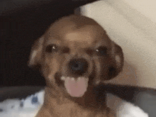 a brown dog is making a funny face with its tongue hanging out .