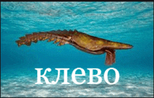 a picture of a squid with the word klevo in white letters