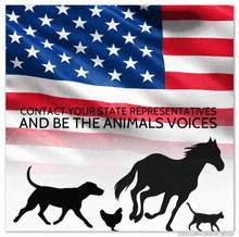 Animal Welfare Animal Rights GIF - Animal Welfare Animal Rights GIFs