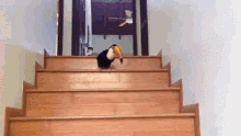 Toucan Hop Down The Stairs GIF - Birds Bird Toucan GIFs