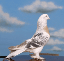a pigeon with a blue sky in the background is standing on a table