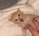 a kitten is laying on a white blanket with its mouth open and being held by a person .