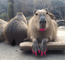 a close up of a capybara with pink lipstick on its lips