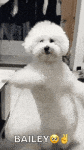 a small white dog is standing on its hind legs with its arms outstretched and says bailey .