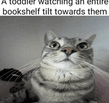 a cat with a caption that says " a toddler watching an entire bookshelf tilt towards them "