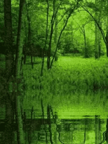Tree Water GIF