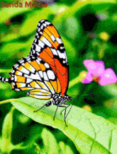 a butterfly is sitting on a green leaf with the words sanda media written below it