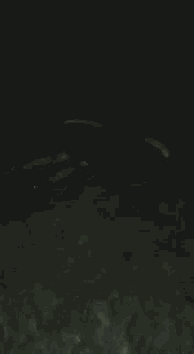a group of dolphins are swimming in the water at night .