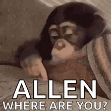 a monkey is laying on a blanket with the words allen where are you