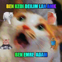 Kedi Adam Emreoyunda42 GIF