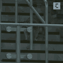 a picture of a raccoon behind a railing with the letter e in the corner