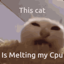 Cat Cpu Cat GIF - Cat Cpu Cat Cat Eating Corn GIFs