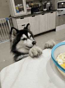 Puppy Dogs GIF - Puppy Dogs Husky GIFs