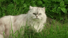 Persian Cat GIF - Persian Cat Cat Lady GIFs