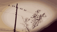 Crows GIF - Crows GIFs