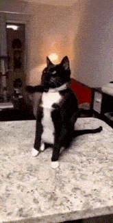 a black and white cat is sitting on a table