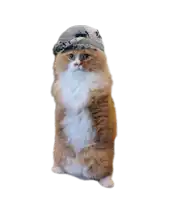 a cat with a scarf on its head that says ' i love you ' on it